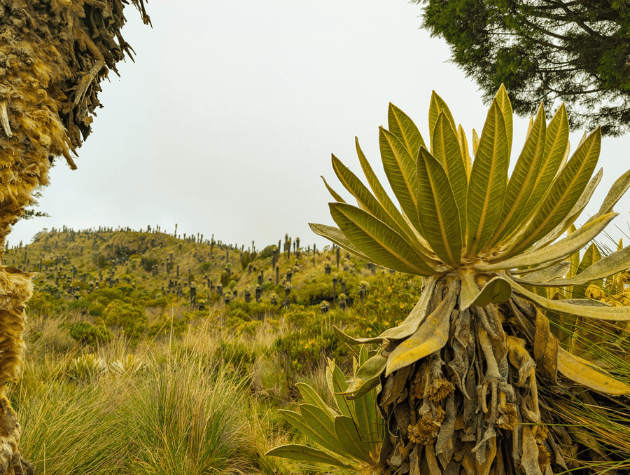 FraileTour