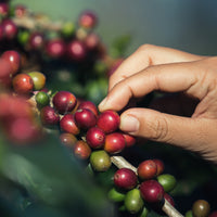 CoffeTour